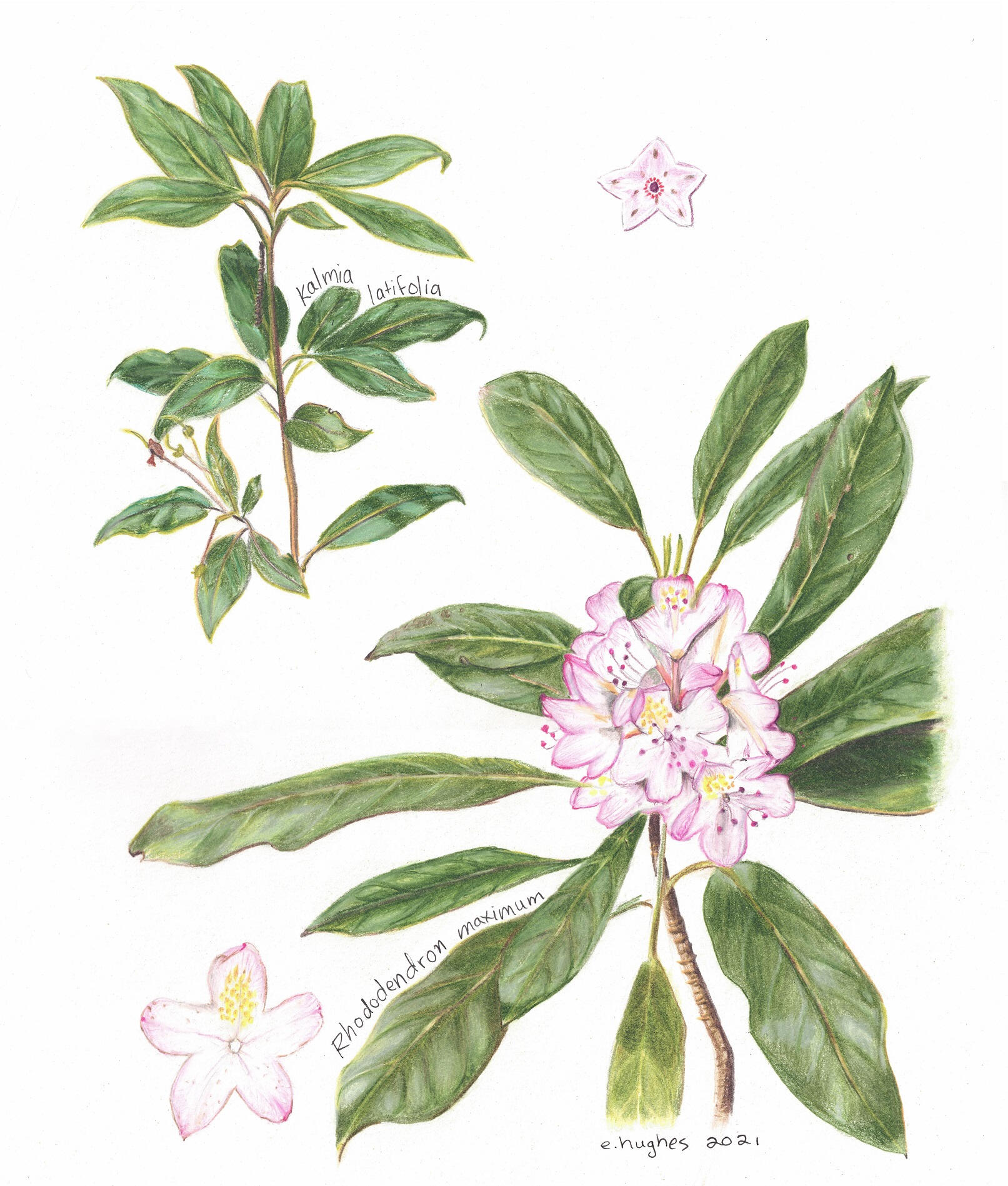 Mountain Laurel and Rhododendron Contrast and Comparison study, Colored Pencil on 11 x 14&quot; Bristol